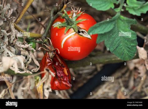 The Tomato Revival: Battling the Devotion Witch's Hex